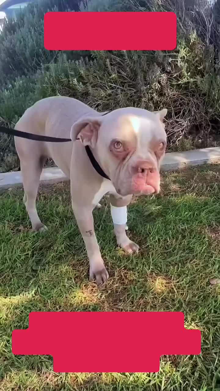 @Cane Corsos