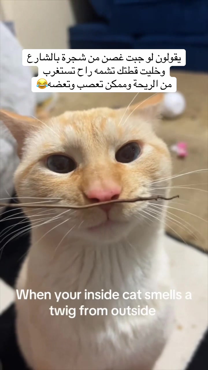 @اقبال والقطط