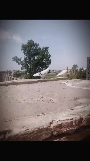 @عدیل رحمن لیہ وال کبوتر باز