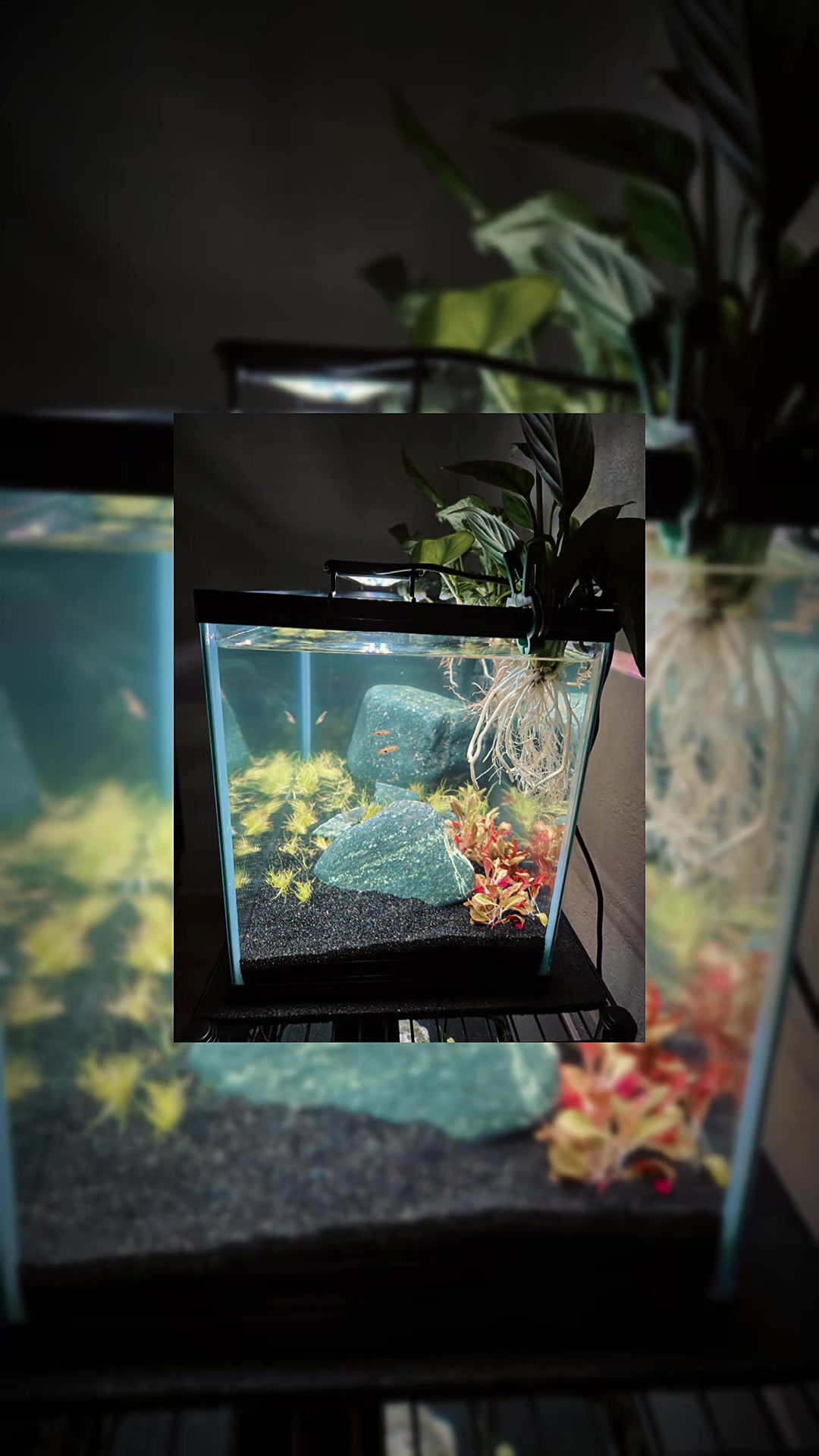 @Aquatic Artist