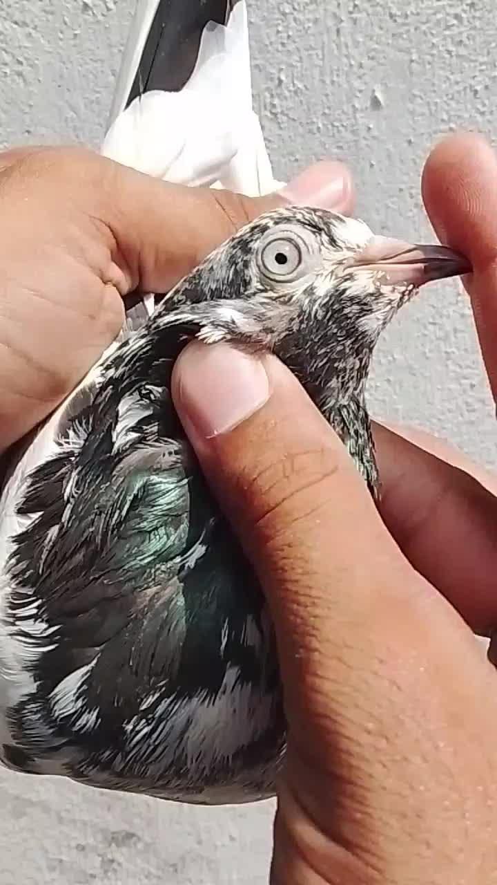 @𝘼𝙣𝙖𝙨_𝘖𝘬𝘢𝘳𝘢_333🕊️✨