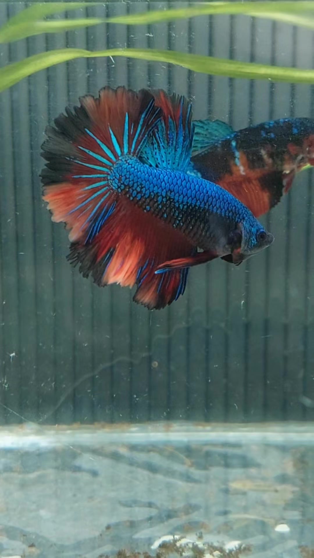 @kintsugibettas