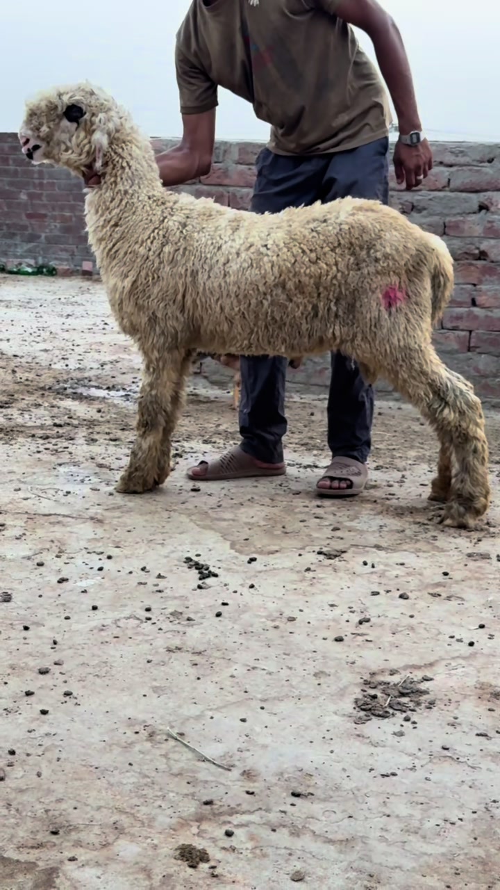 @Shiraz livestock