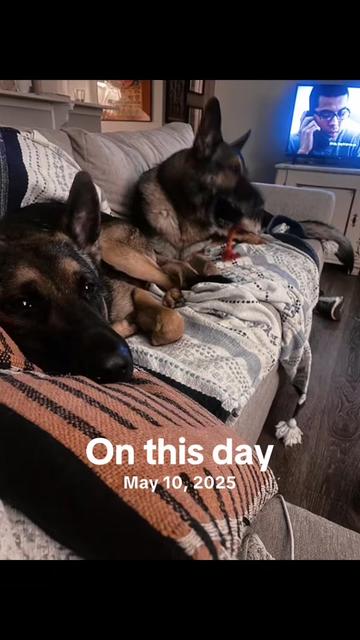 @ADDISON&hearts;️🐾❤️LAYNE