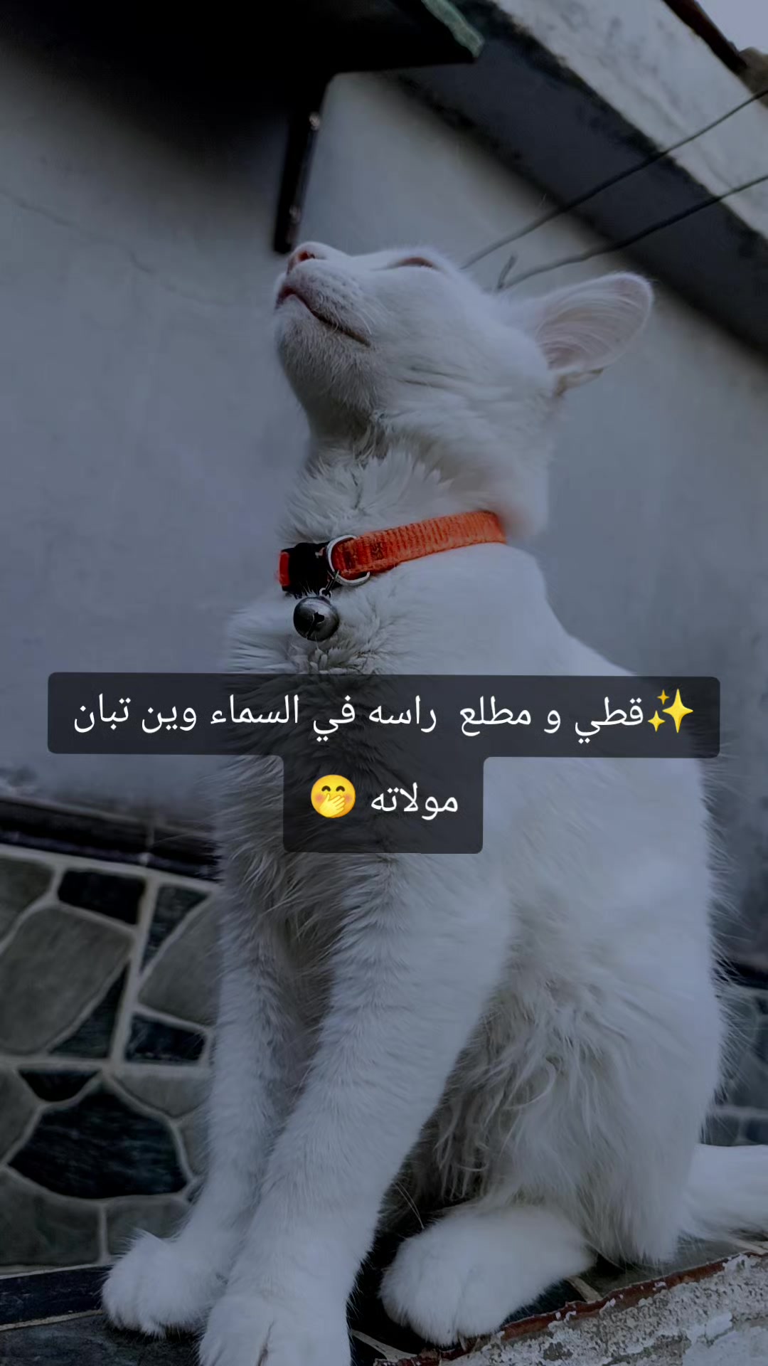 @طبيعية حياتي 🌸