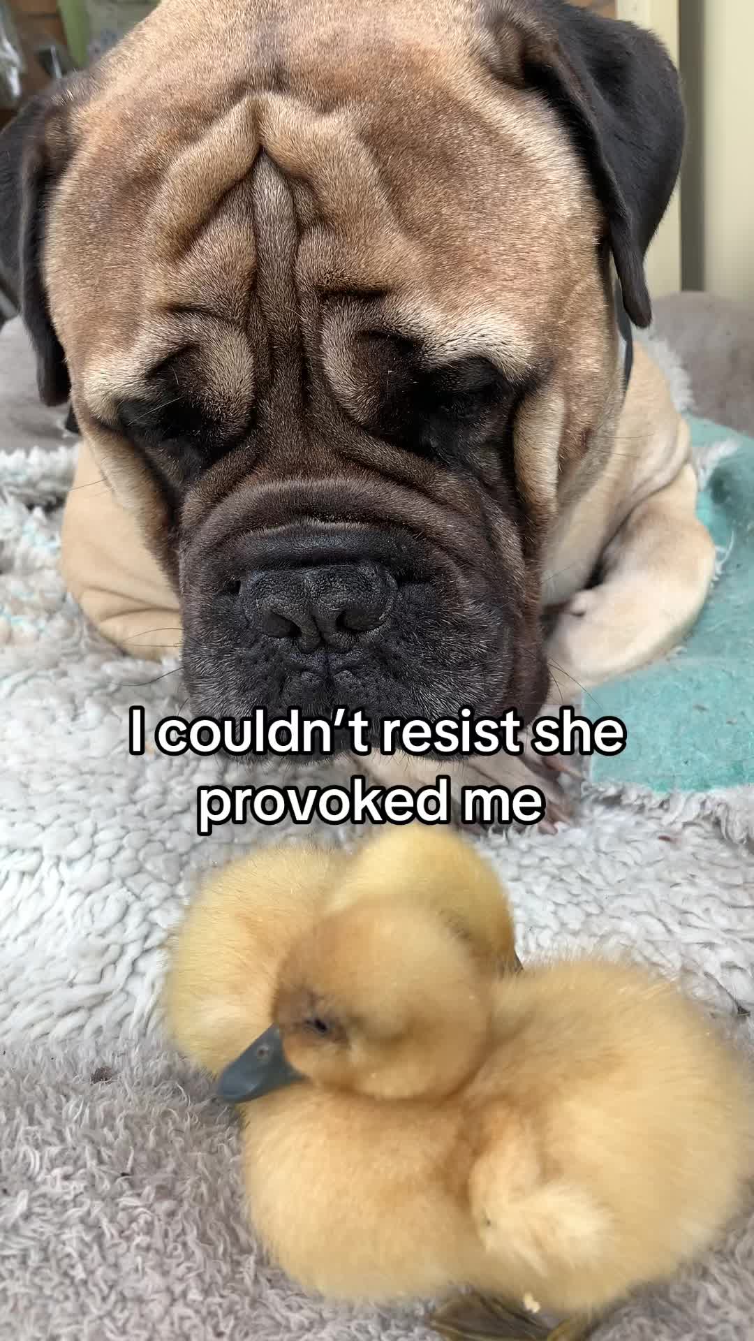 @Axel Rose | Bullmastiff