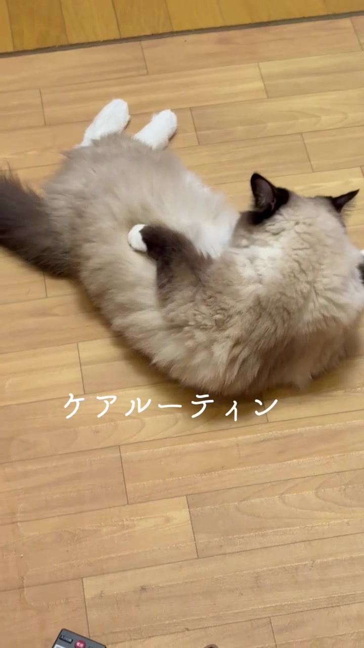 @ラグドール真央と趣味のチャンネル