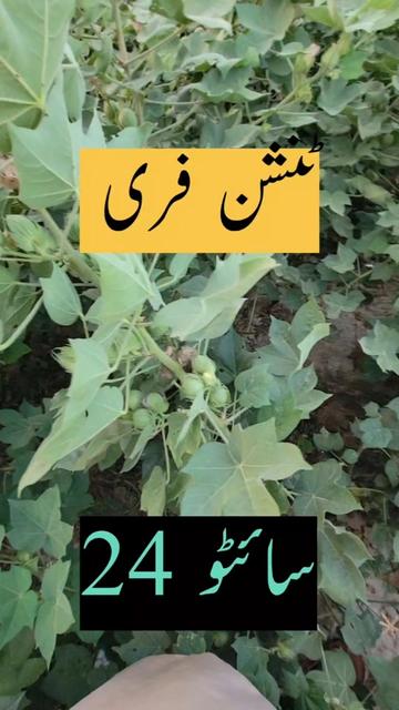 @Zulqarnain chattha