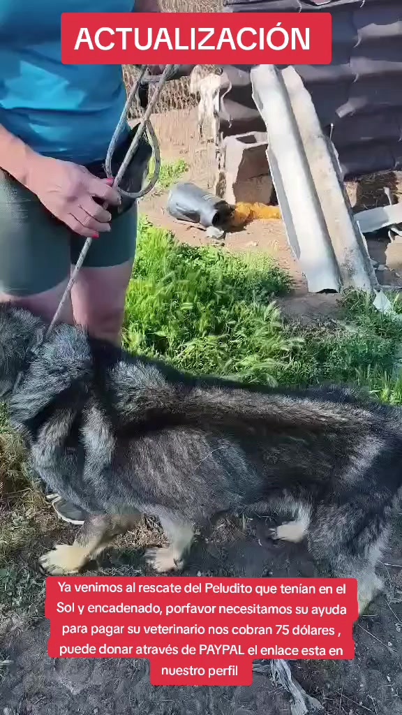 @Asoc. Peluditos