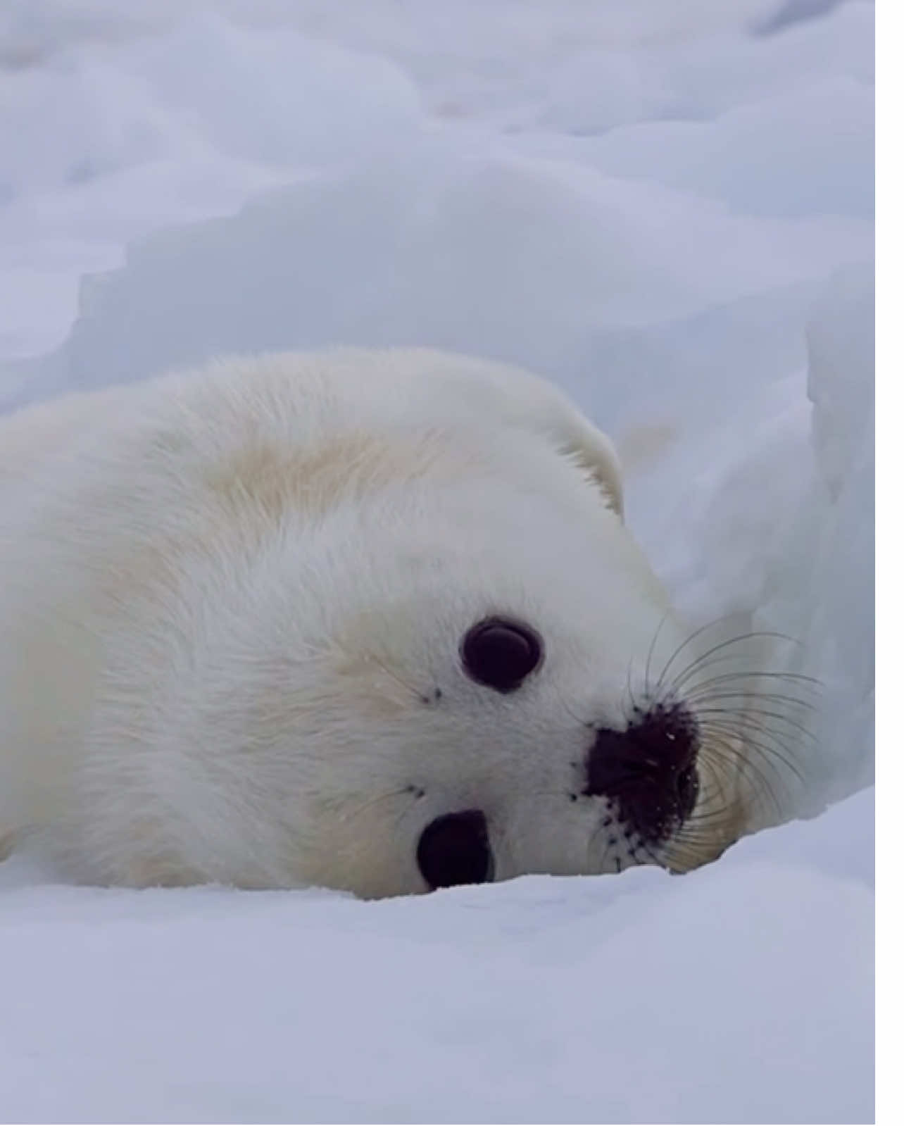 @seal lover 🦭⋆˚꩜｡⋆˚🩵