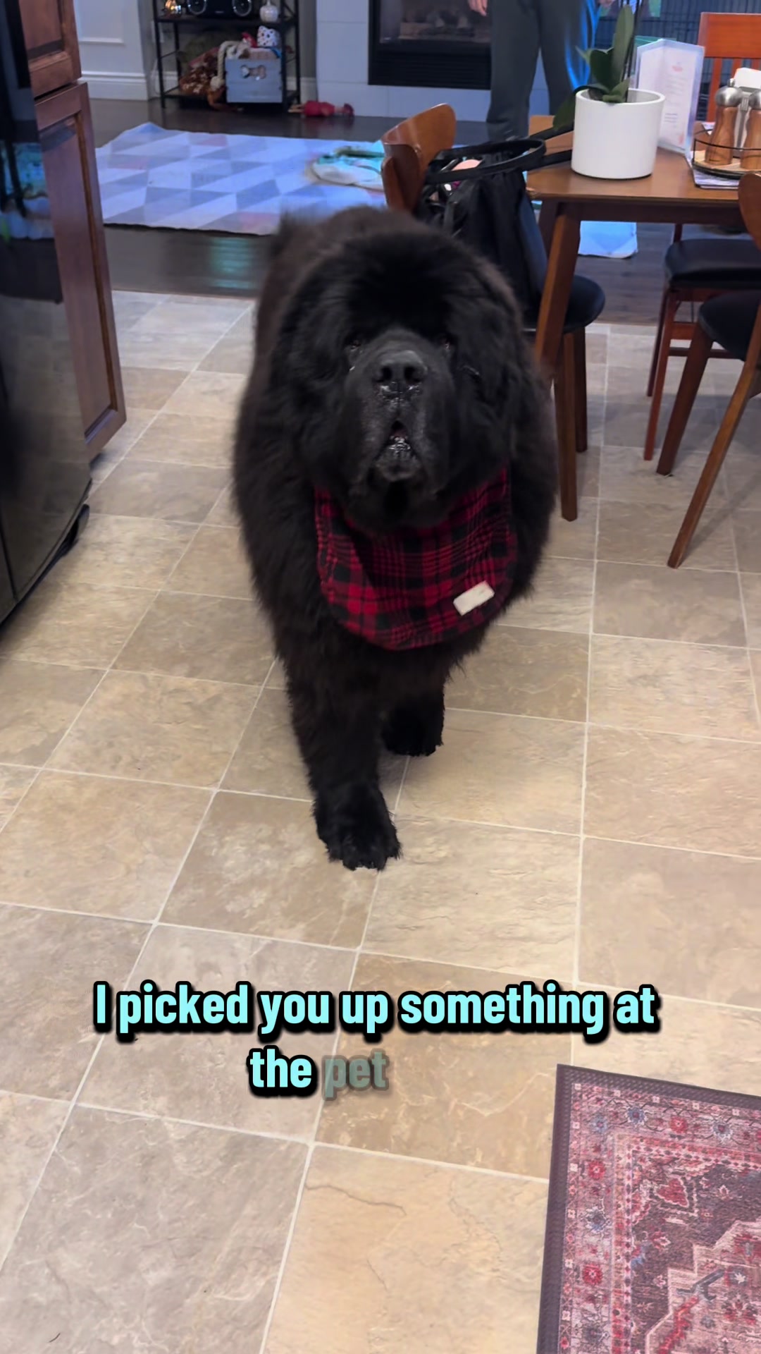 @HomertheNewf 🇨🇦