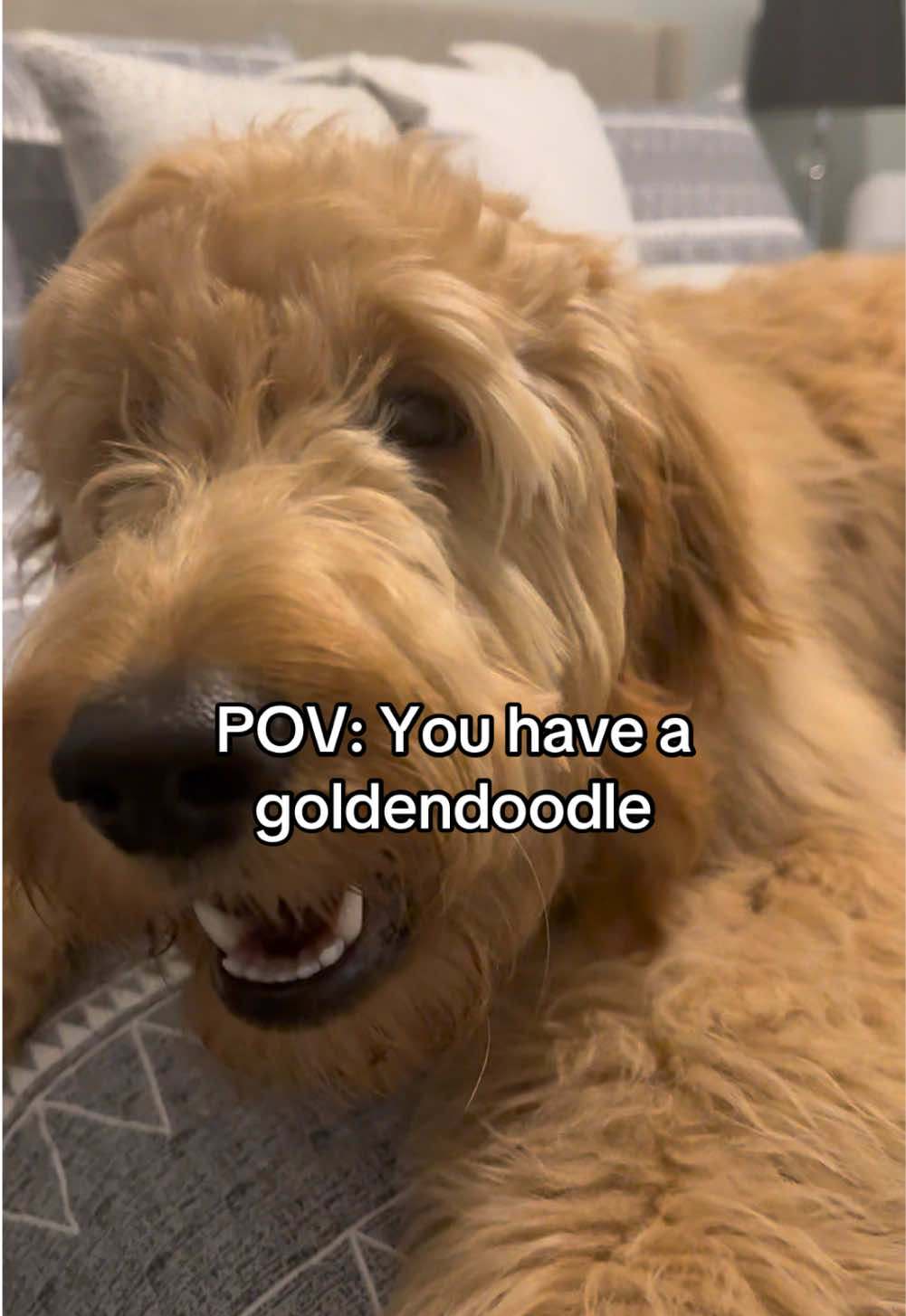 @Life.of.Penny Poo