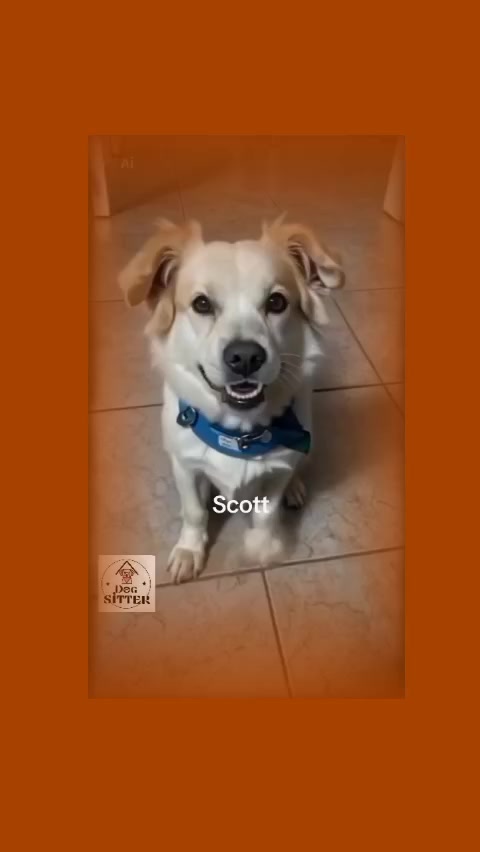 @Dogsitter