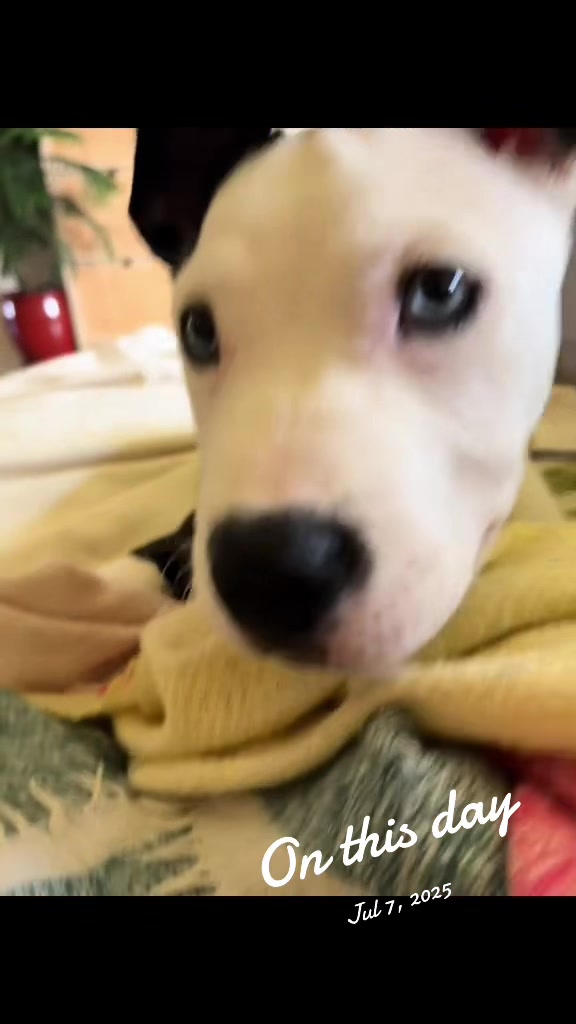 @Puppy named Poet