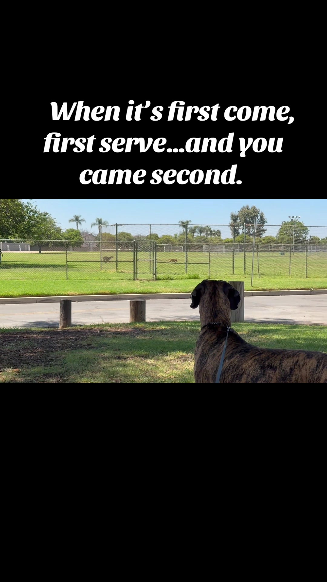 @Anders Bees Knees Great Dane