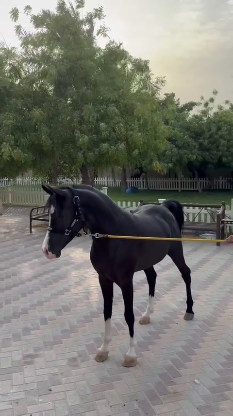 @{محمدالخالدي}