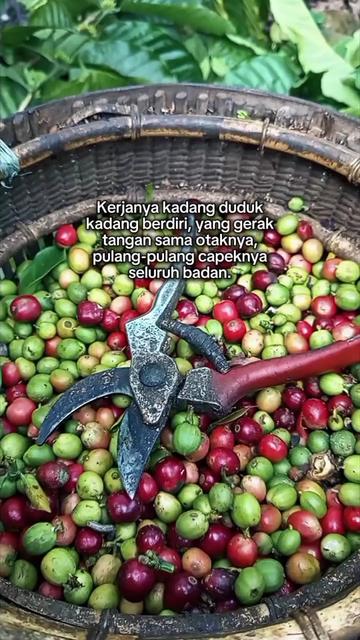 @PetaniMuda