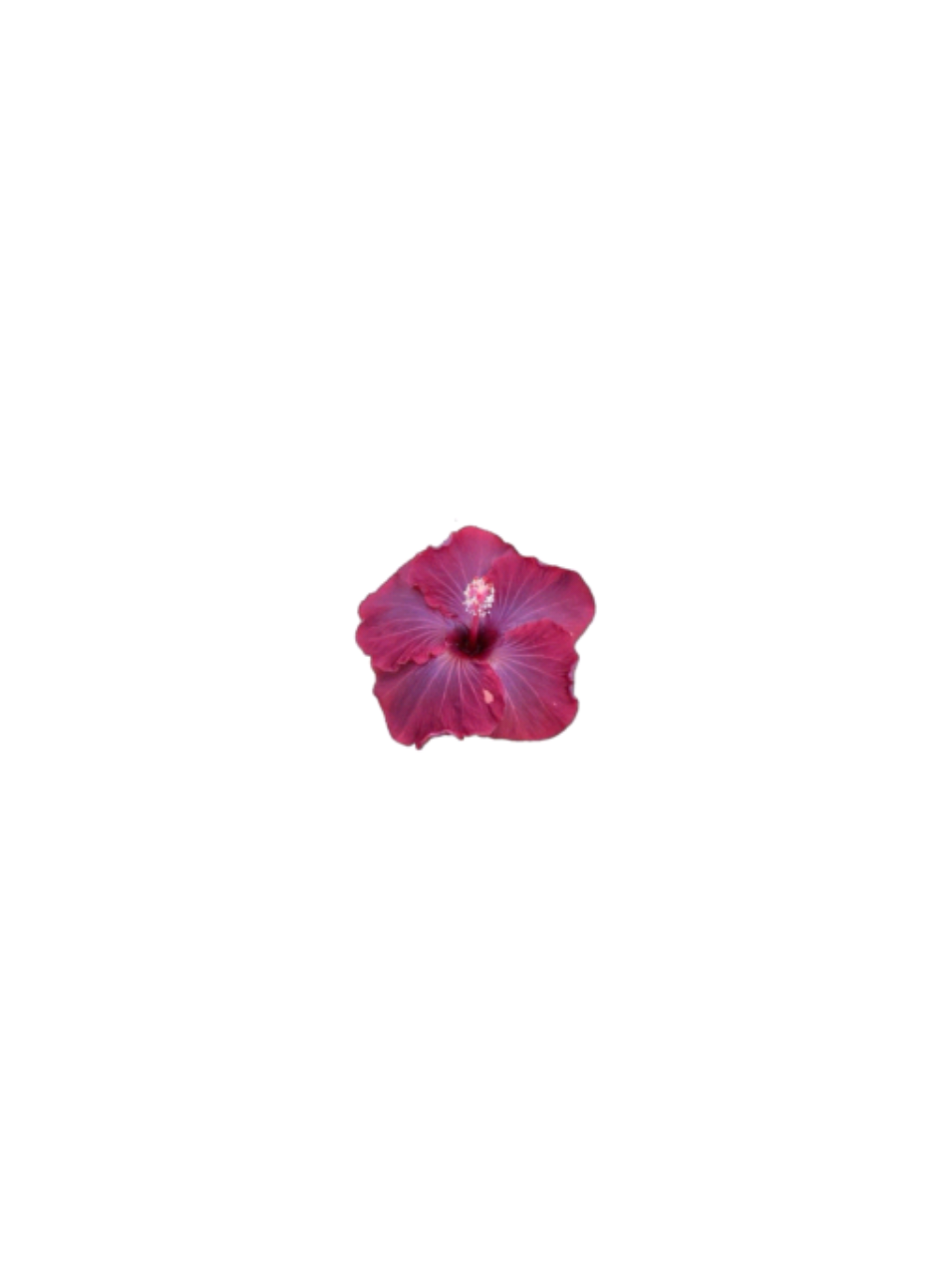 @˖ ֹ੭୧ 𝗵𝘆𝗮𝗰𝗶𝗻𝘁𝗵 ⊹ ࣪ ⑅
