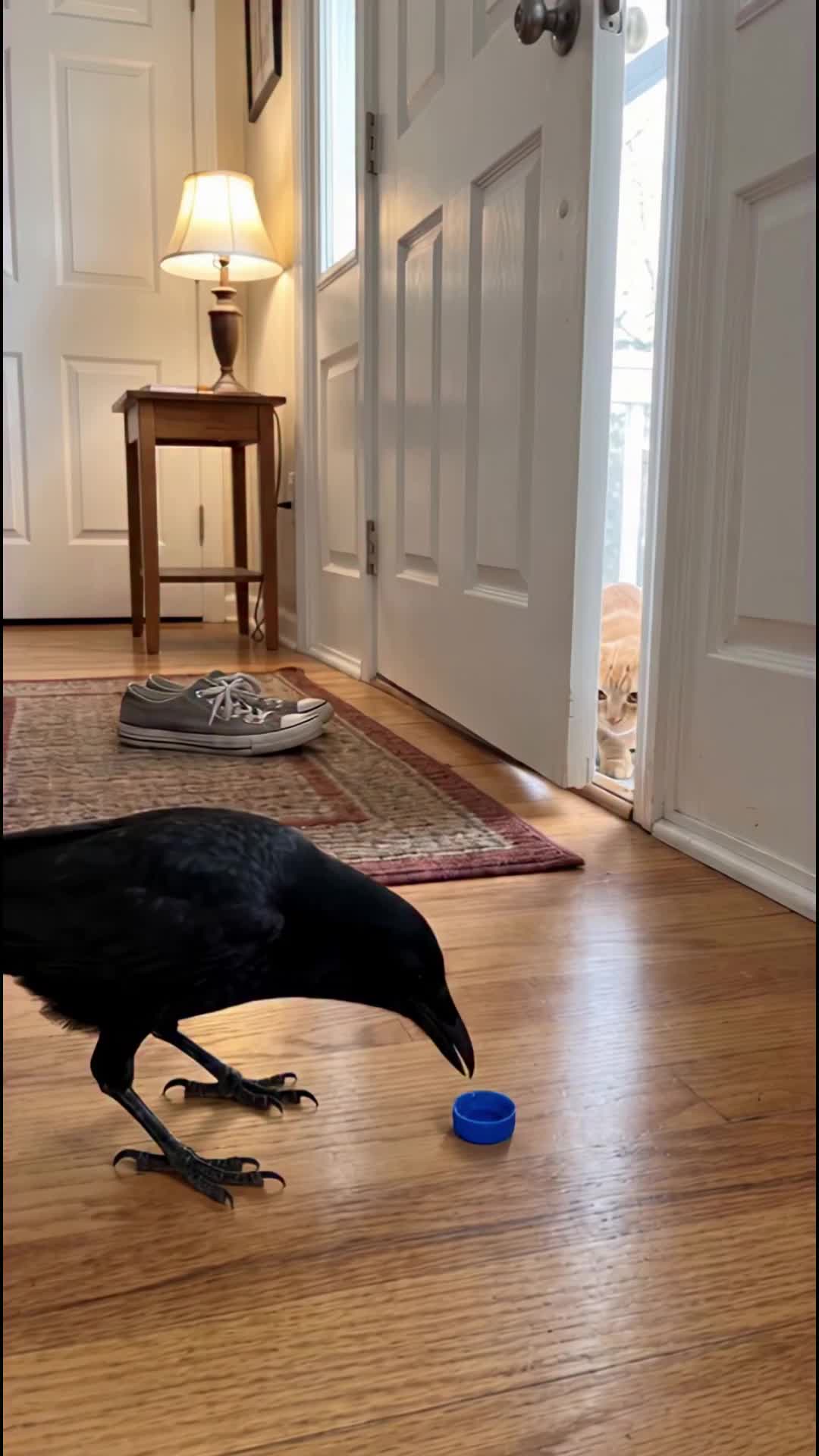 @middlepets