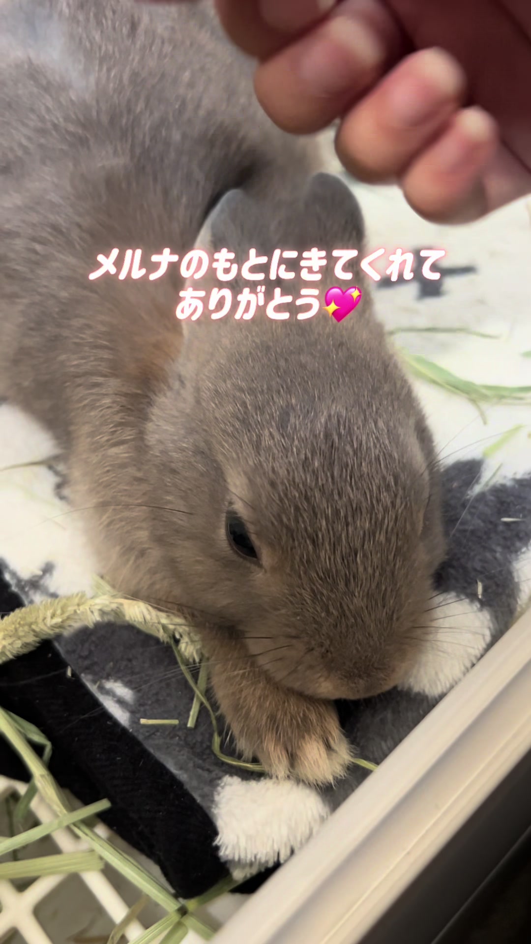 @メルナ🐰🌙2.5次元シンガー