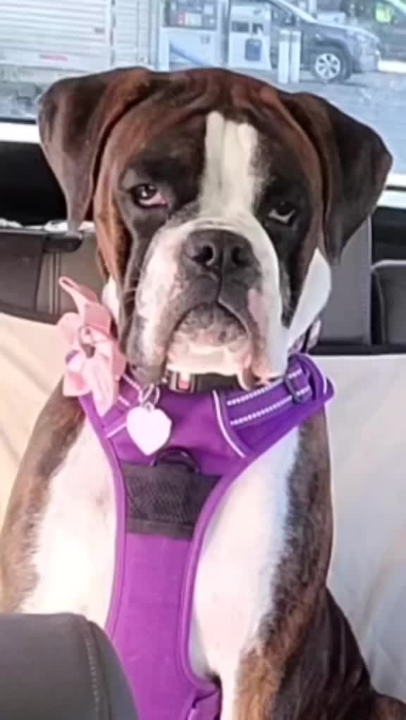 @BoxersLily&Elvis