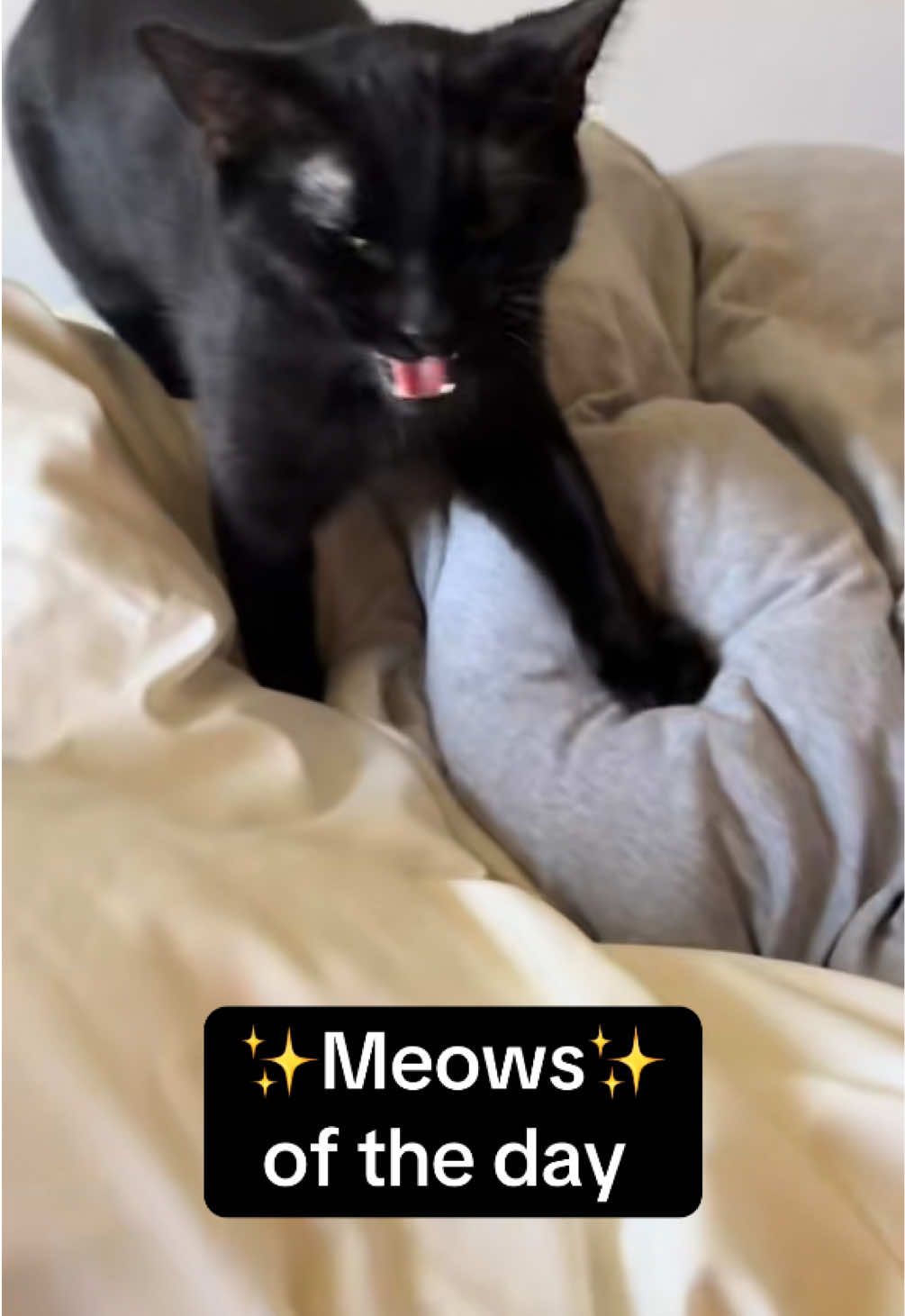 @ElaineTheCat
