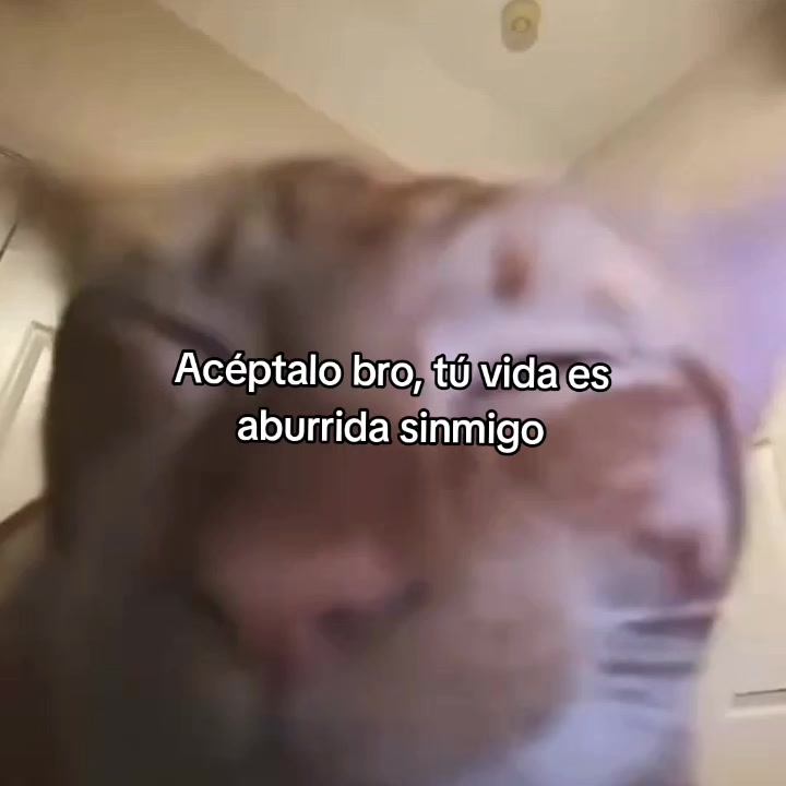 @goodvibessxd