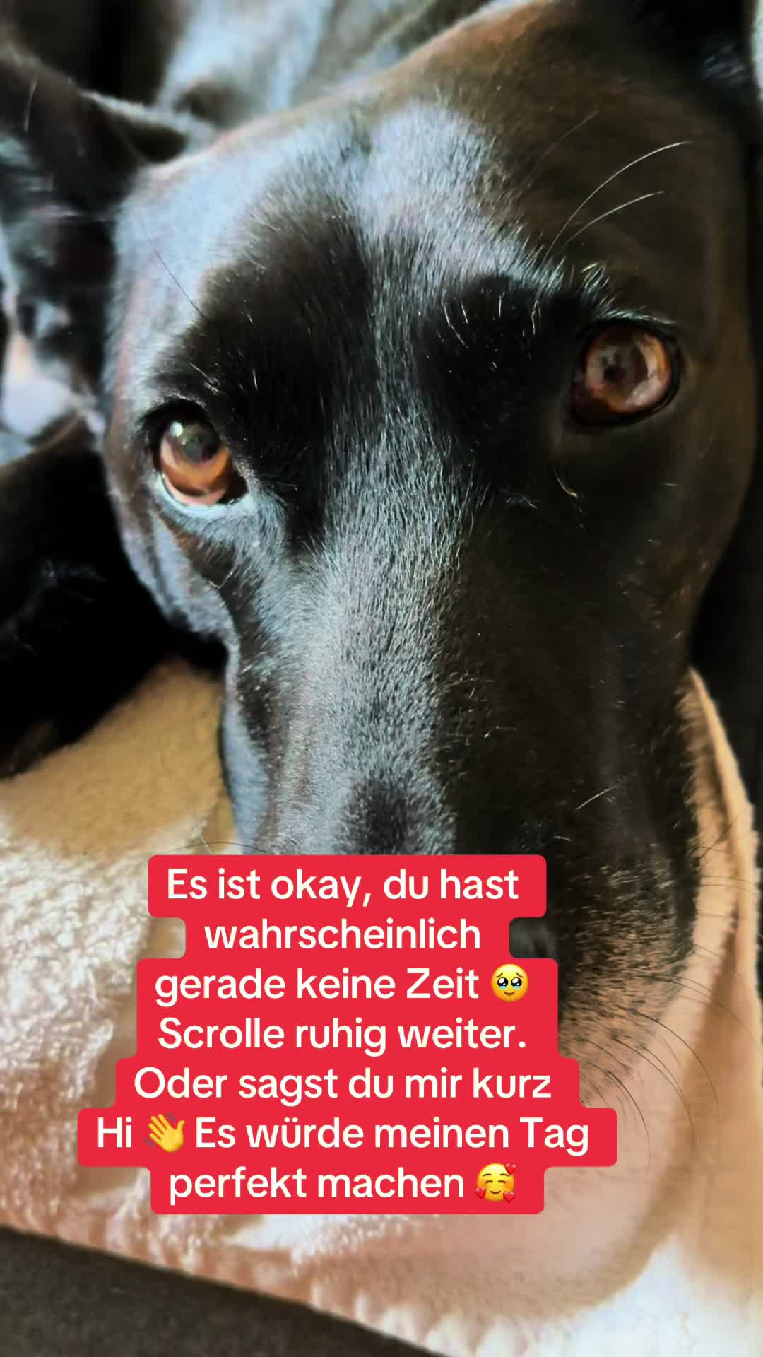 @BLACKY 🐶🐾