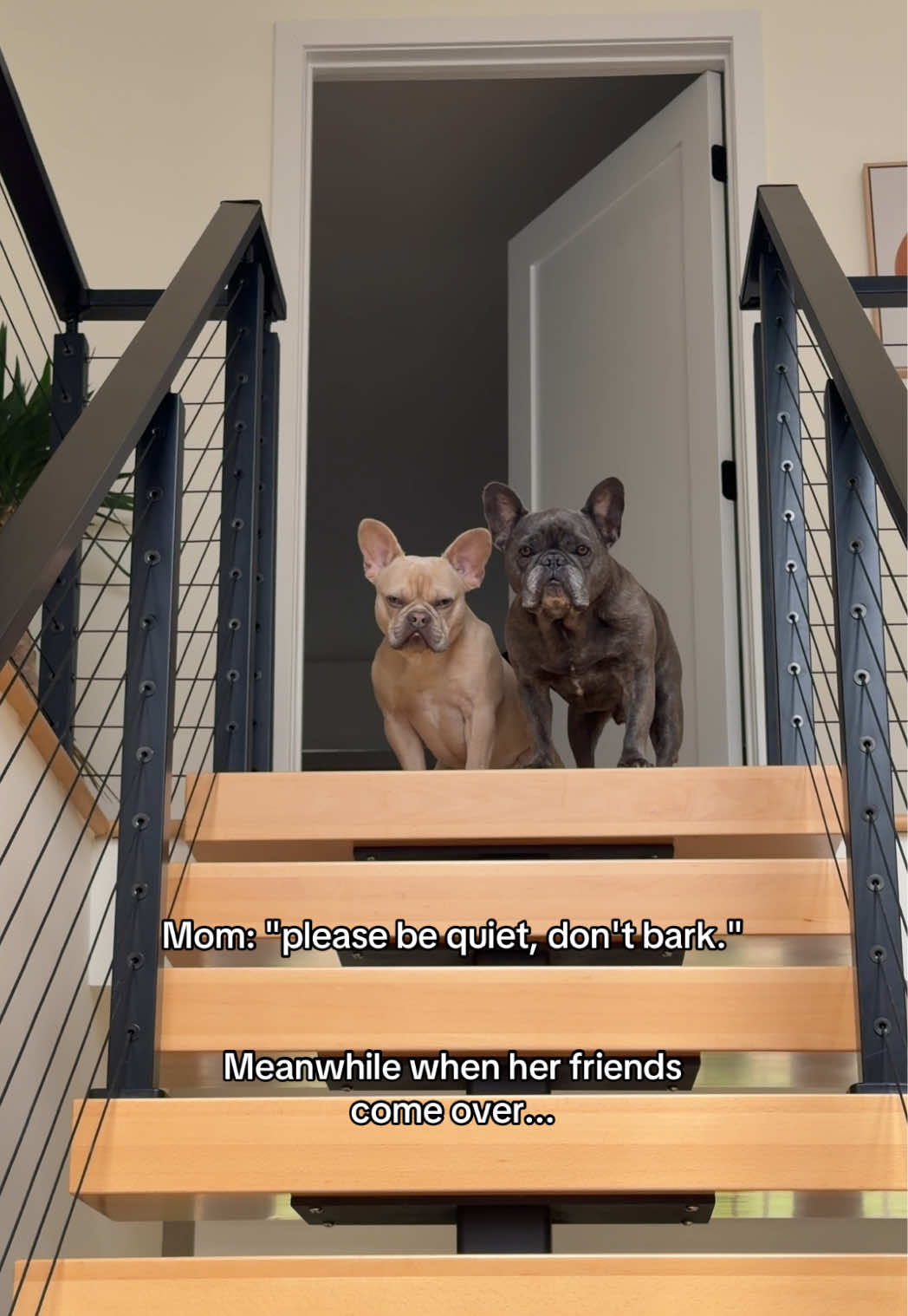 @Winston & Charlie 🐾