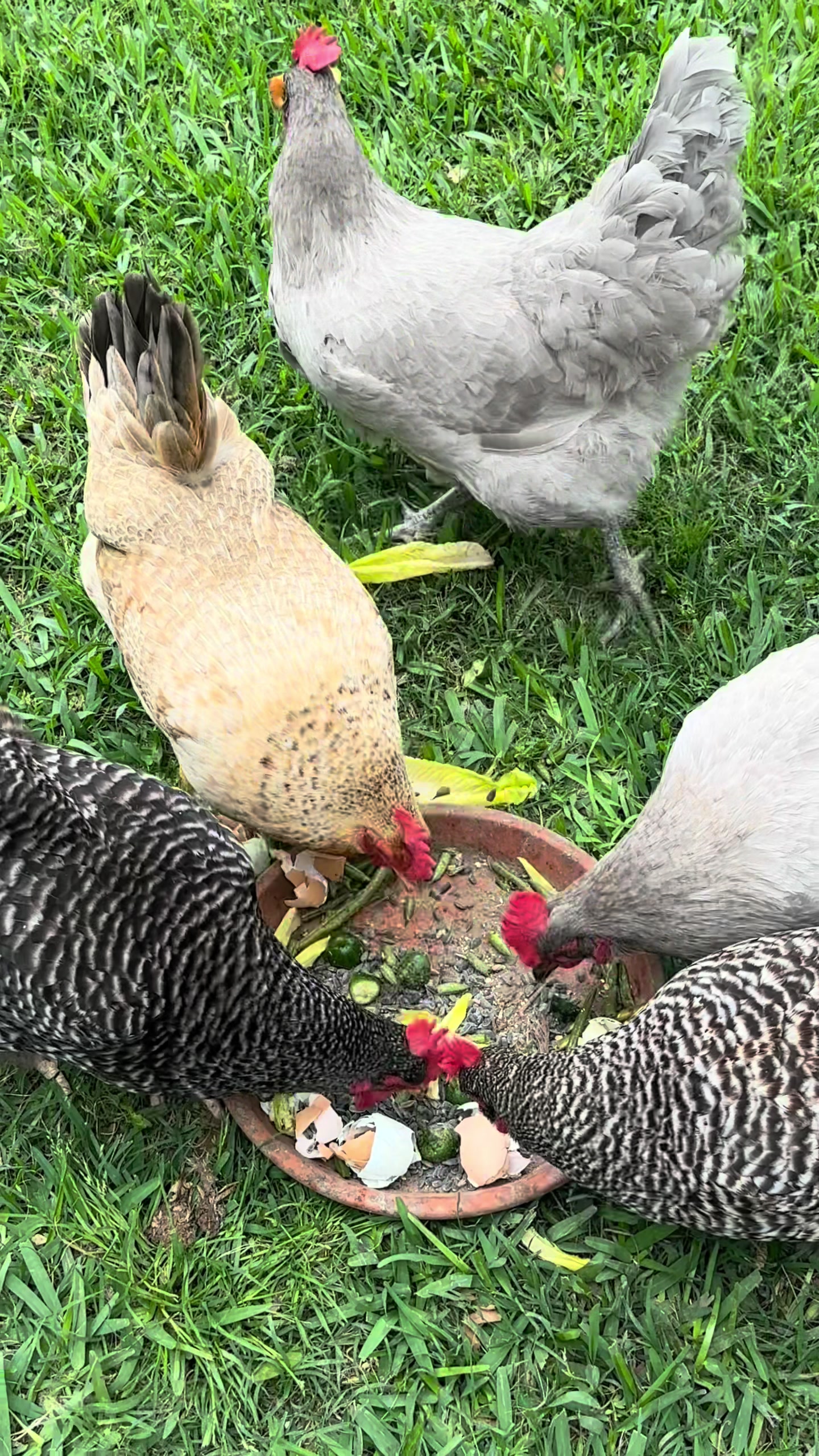 @Scratch and Peck Feeds