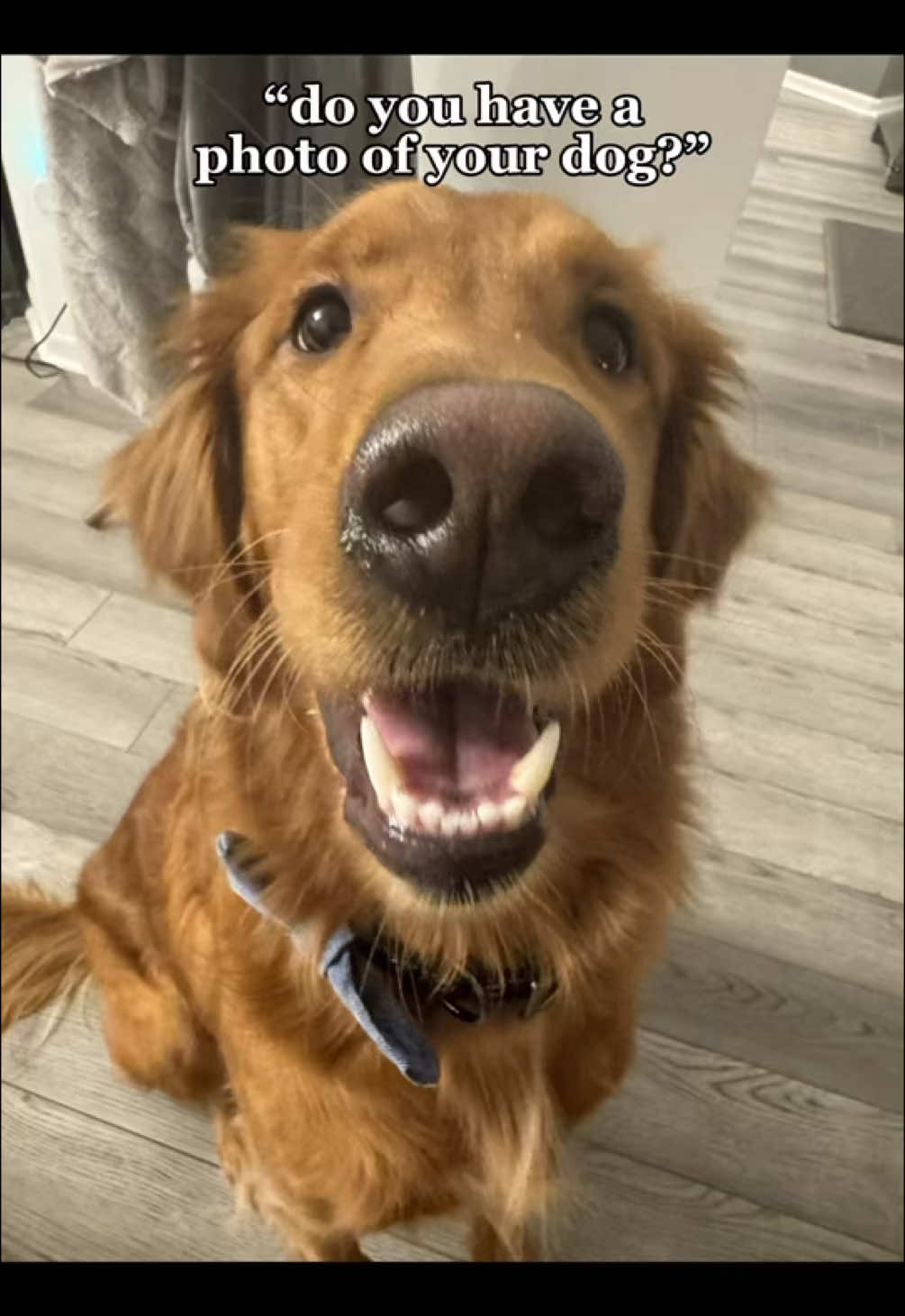 @Golden Life 💛 🐾