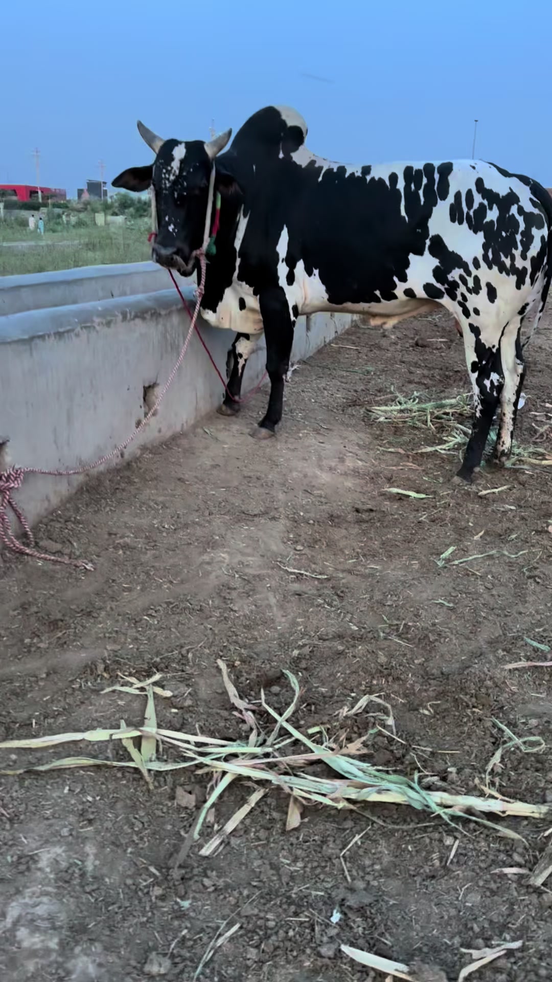@Jutt Dairy Farm