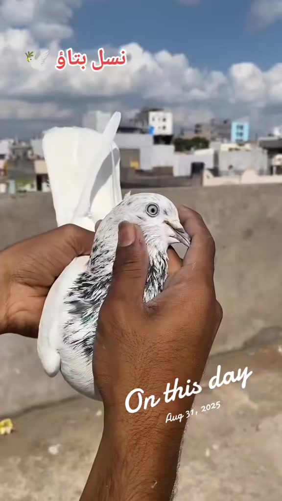 @Ali_Raza_super7 🍁🕊️❣️❤️🔥