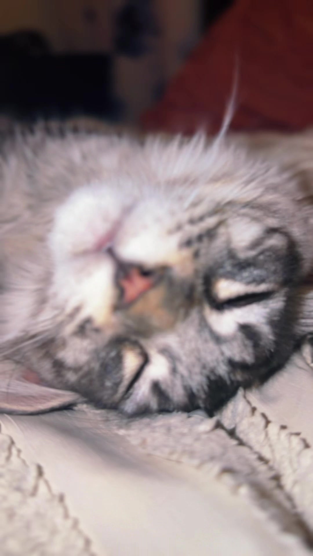 @Rosa’s maine coon in Texas🧛