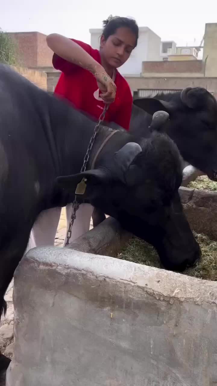 @khusi jatti