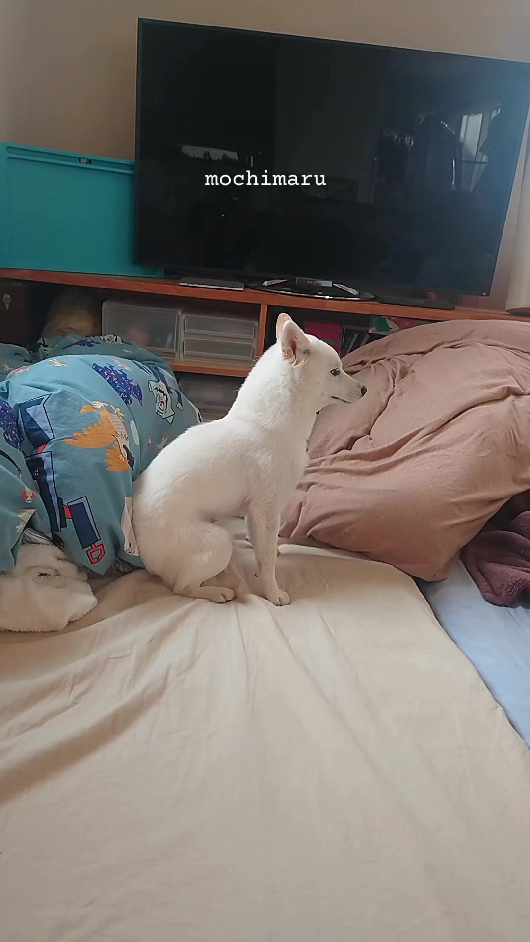 @Mochimaru