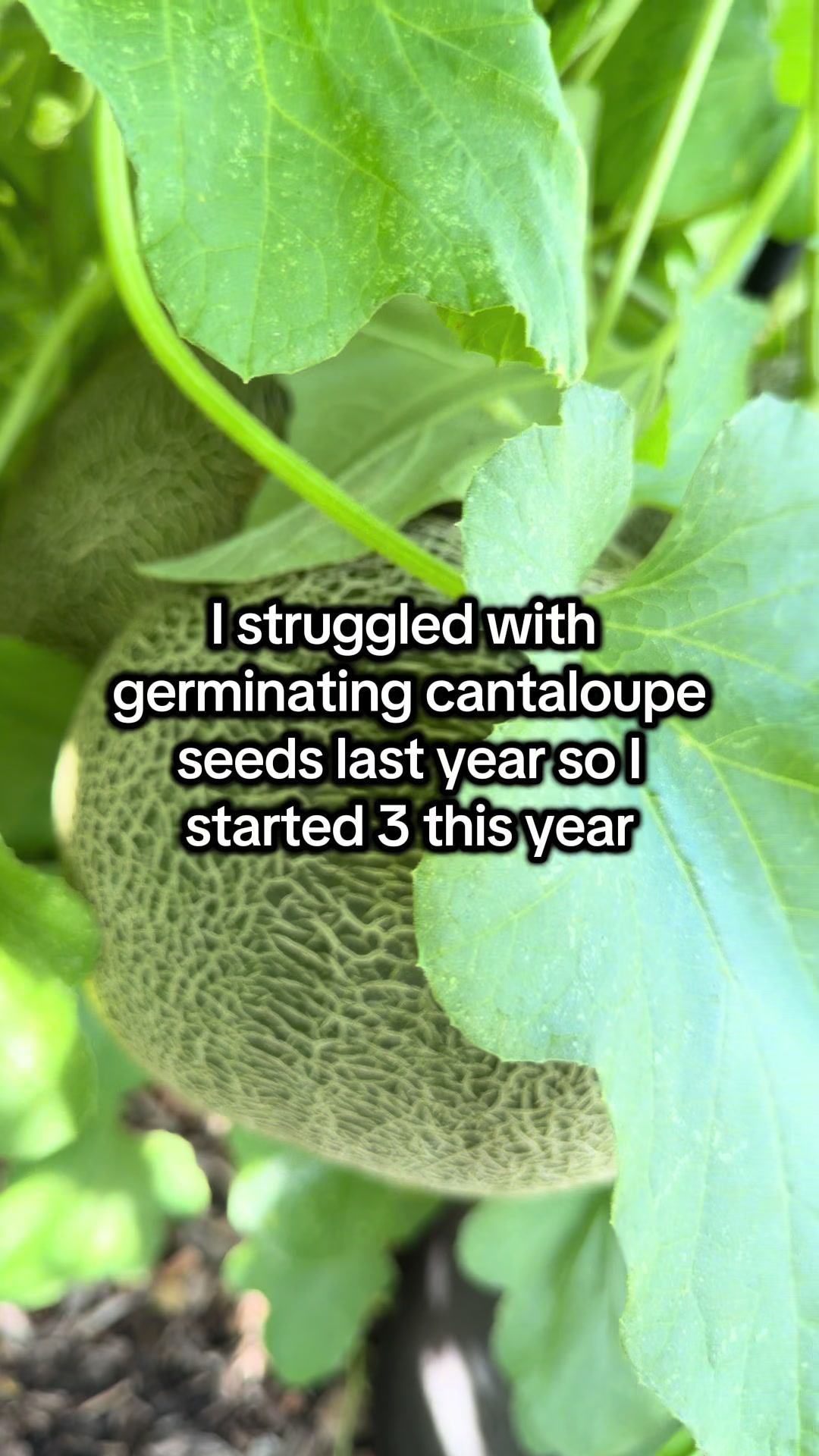 @District Gardening