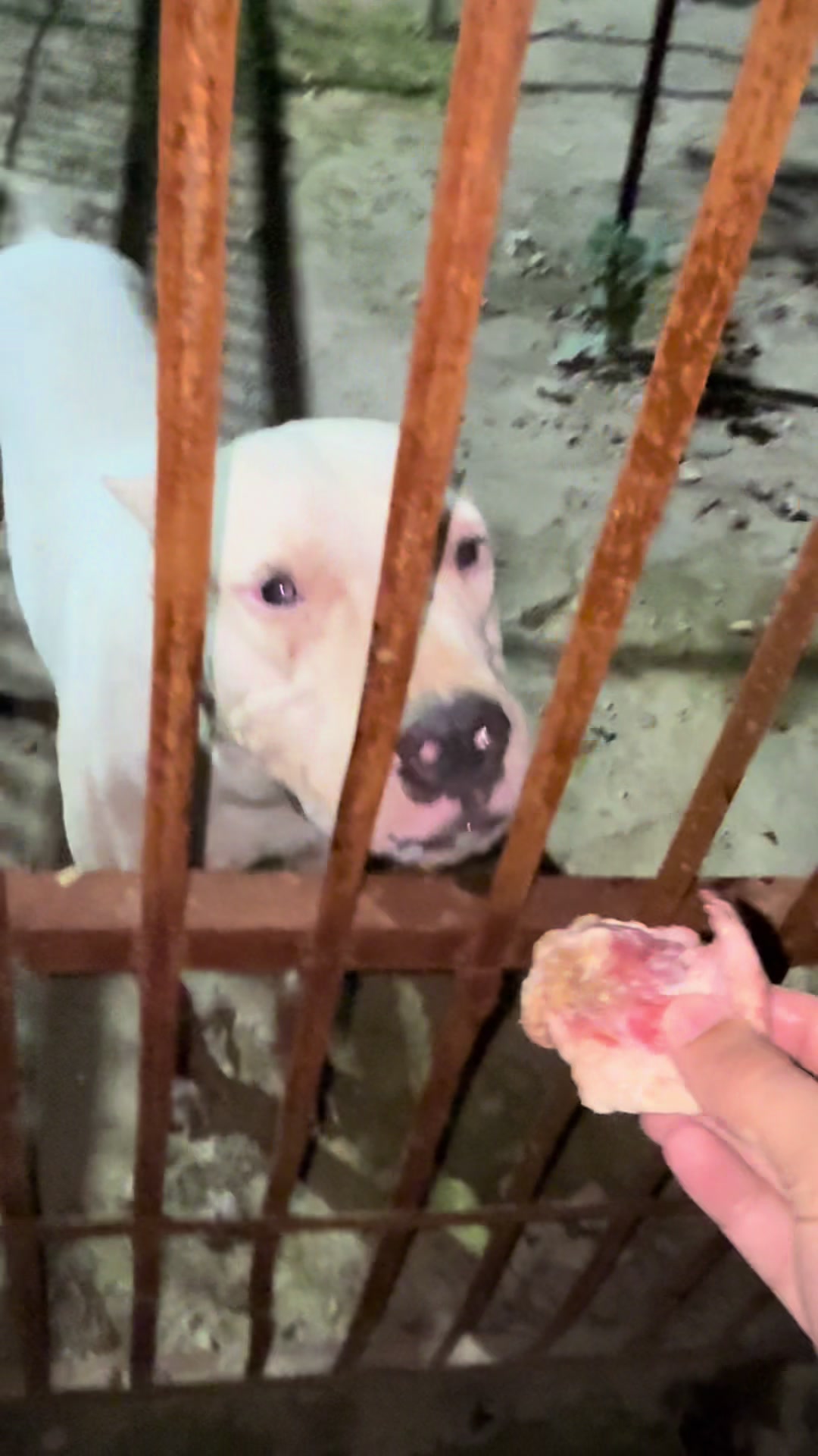@LIGER the DOGO ARGENTINO