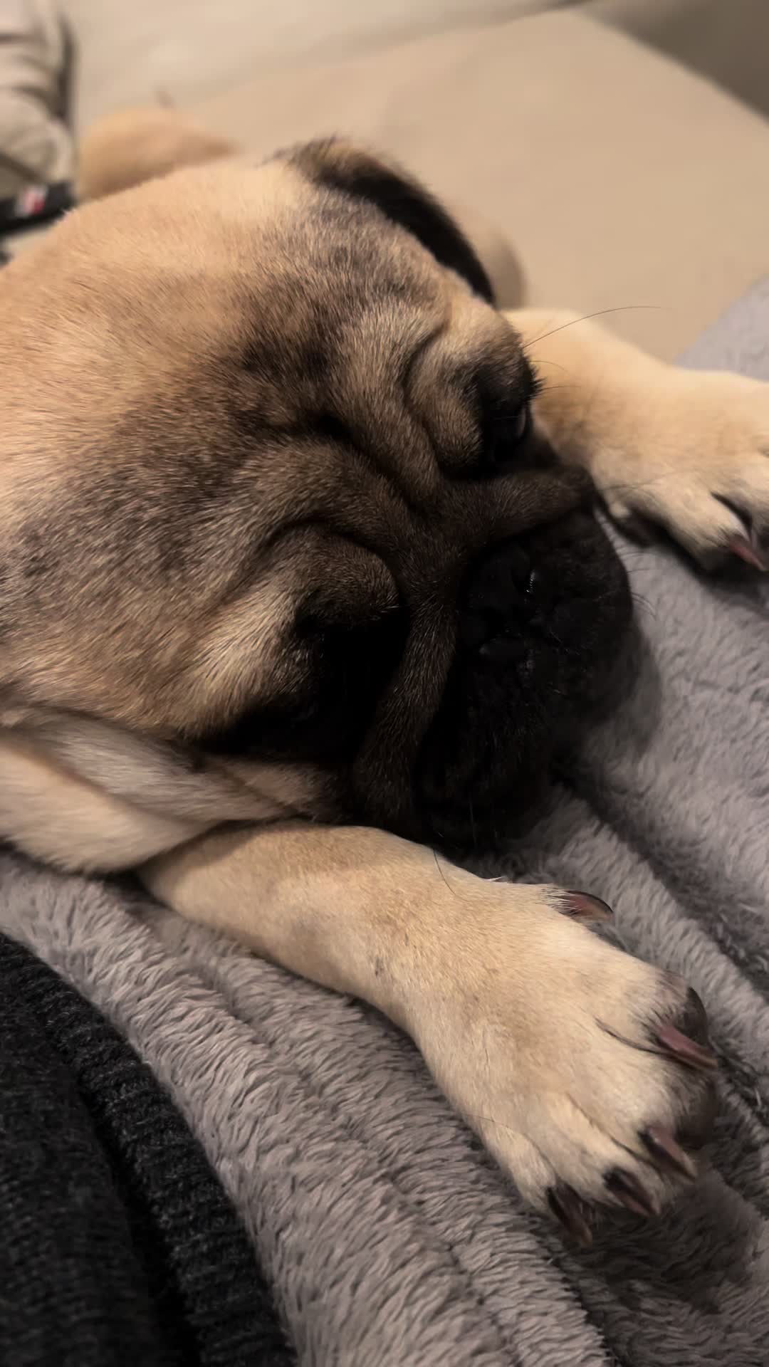 @pugSofyHarry