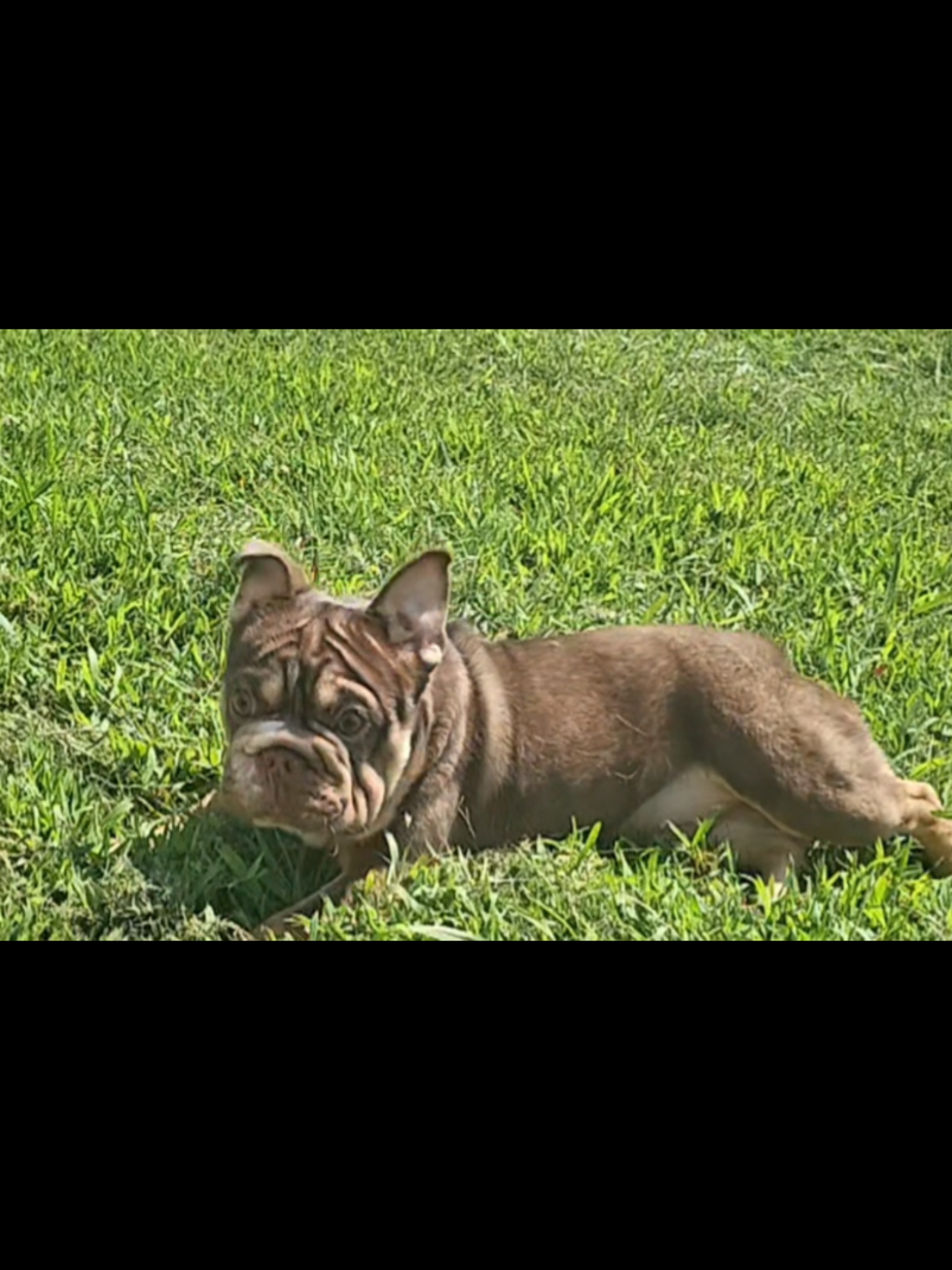 @Diamond State French Bulldogs