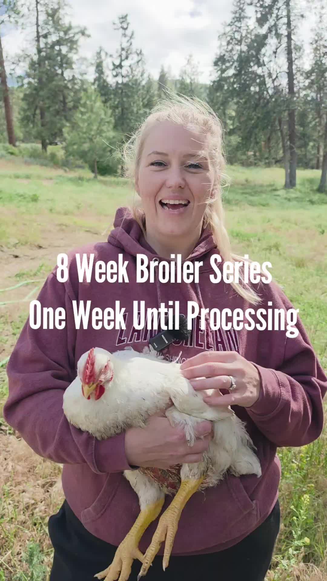 @MountainSpringHomestead