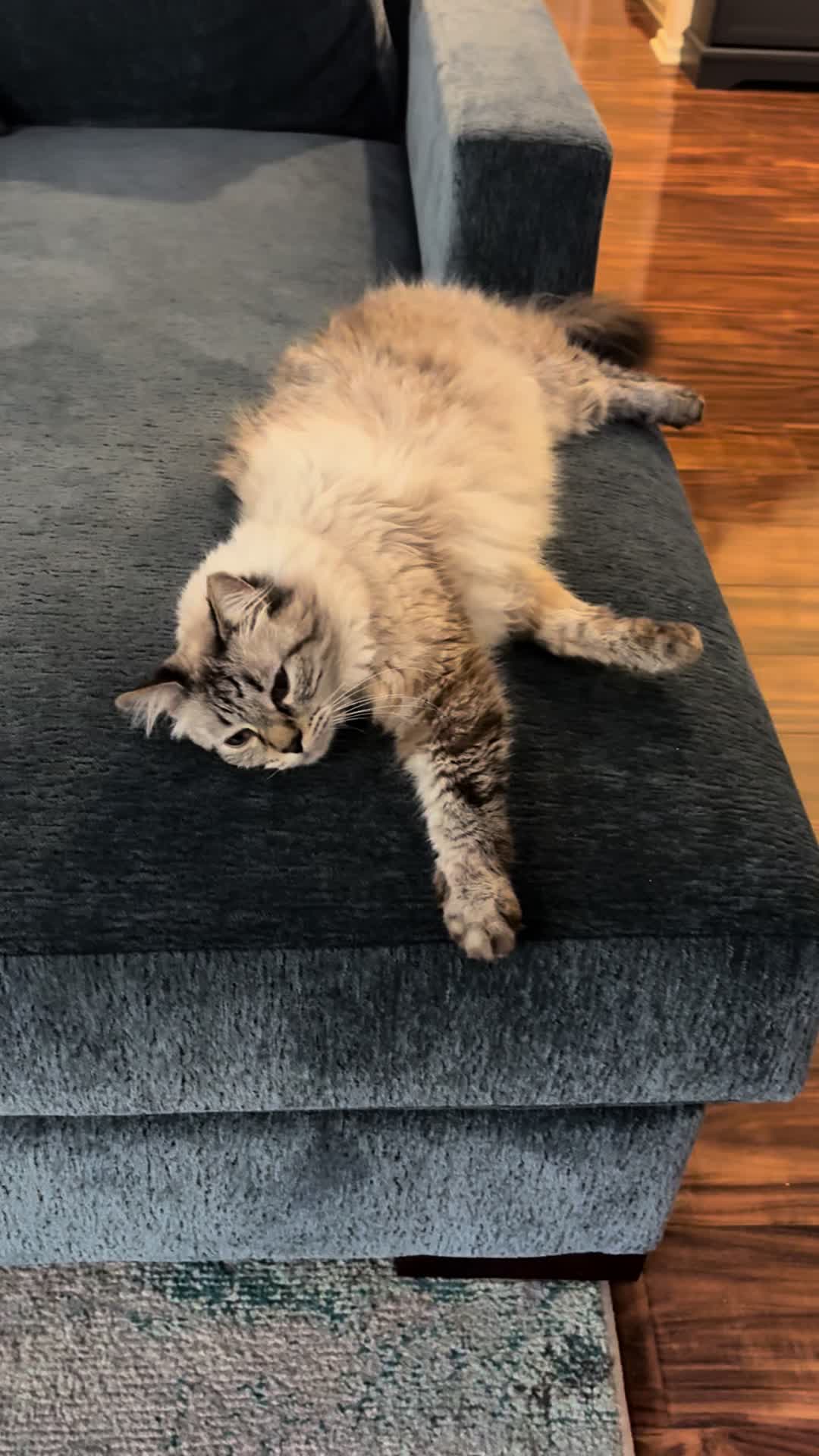 @Brock Meowsnar
