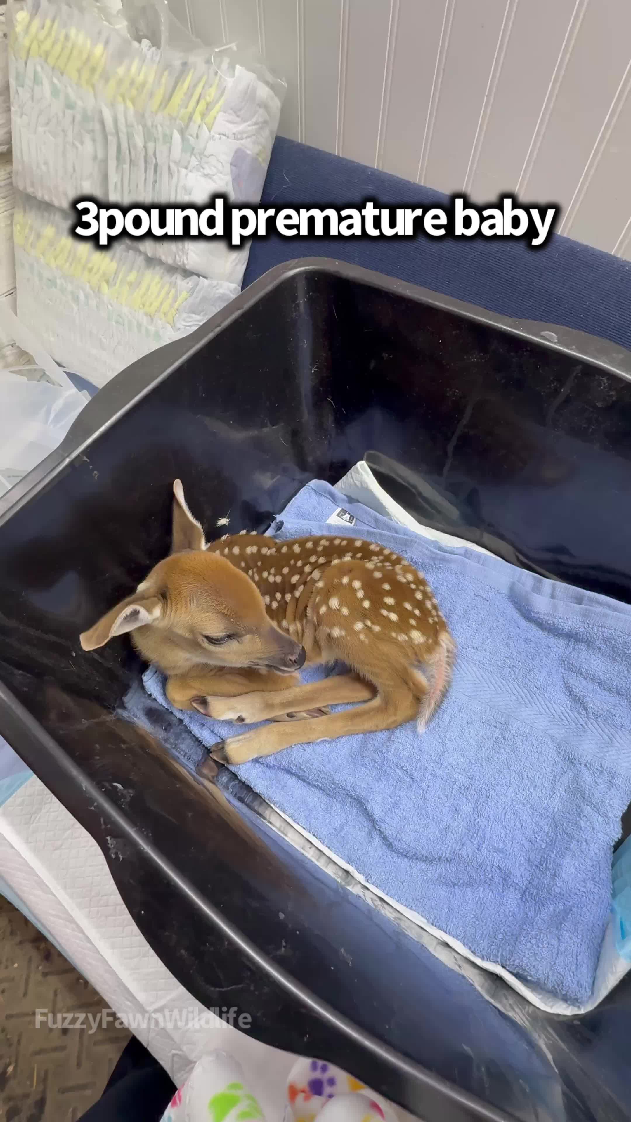 @Fuzzy Fawn Wildlife