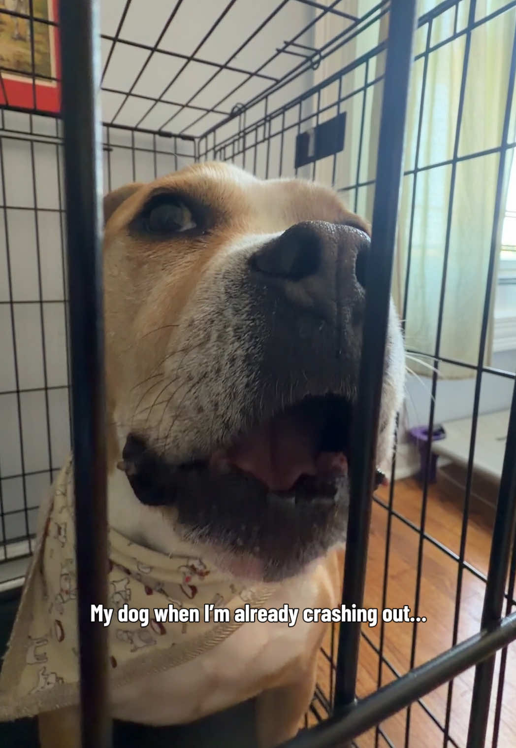 @dogstrainjen