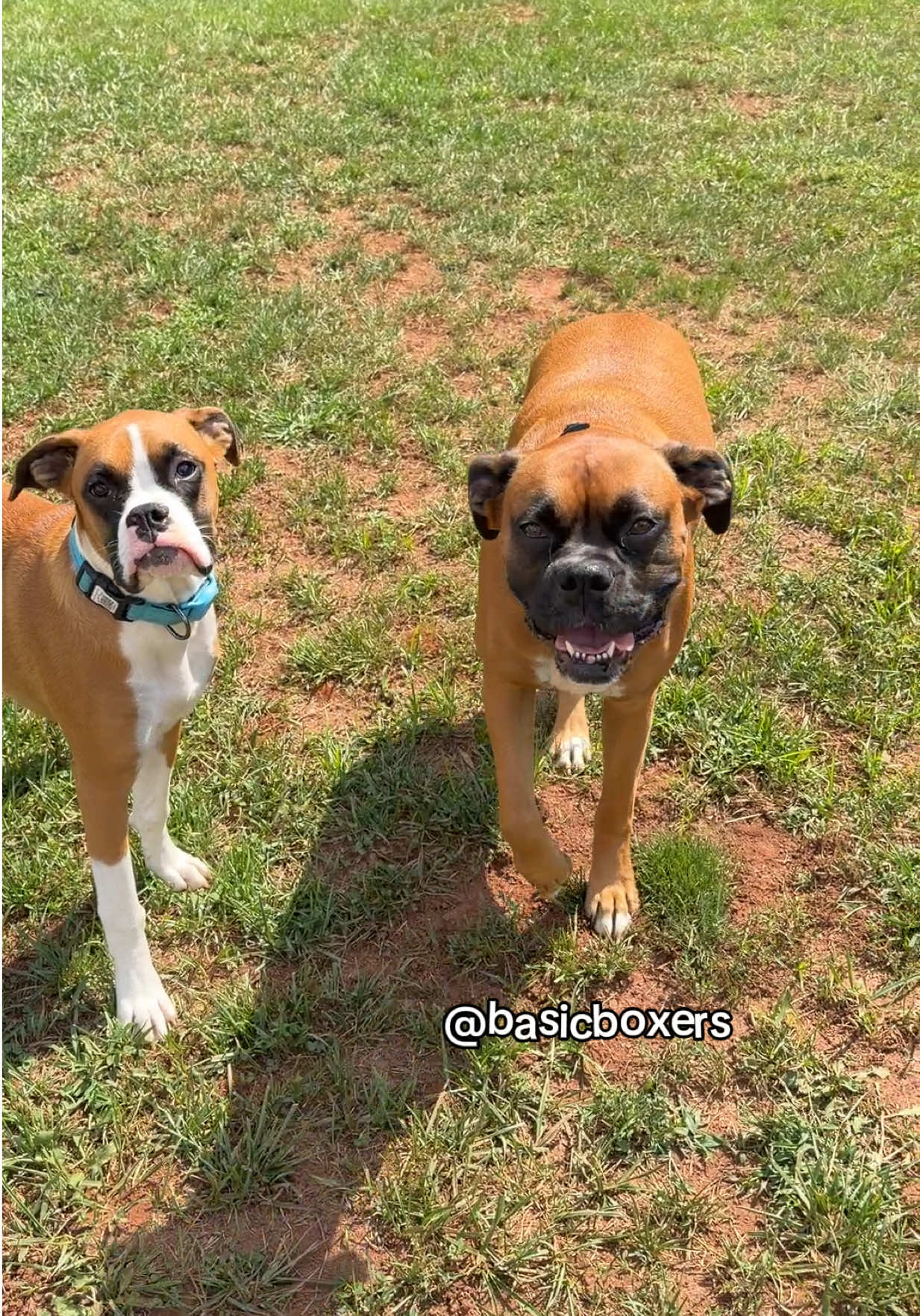 @basicboxers