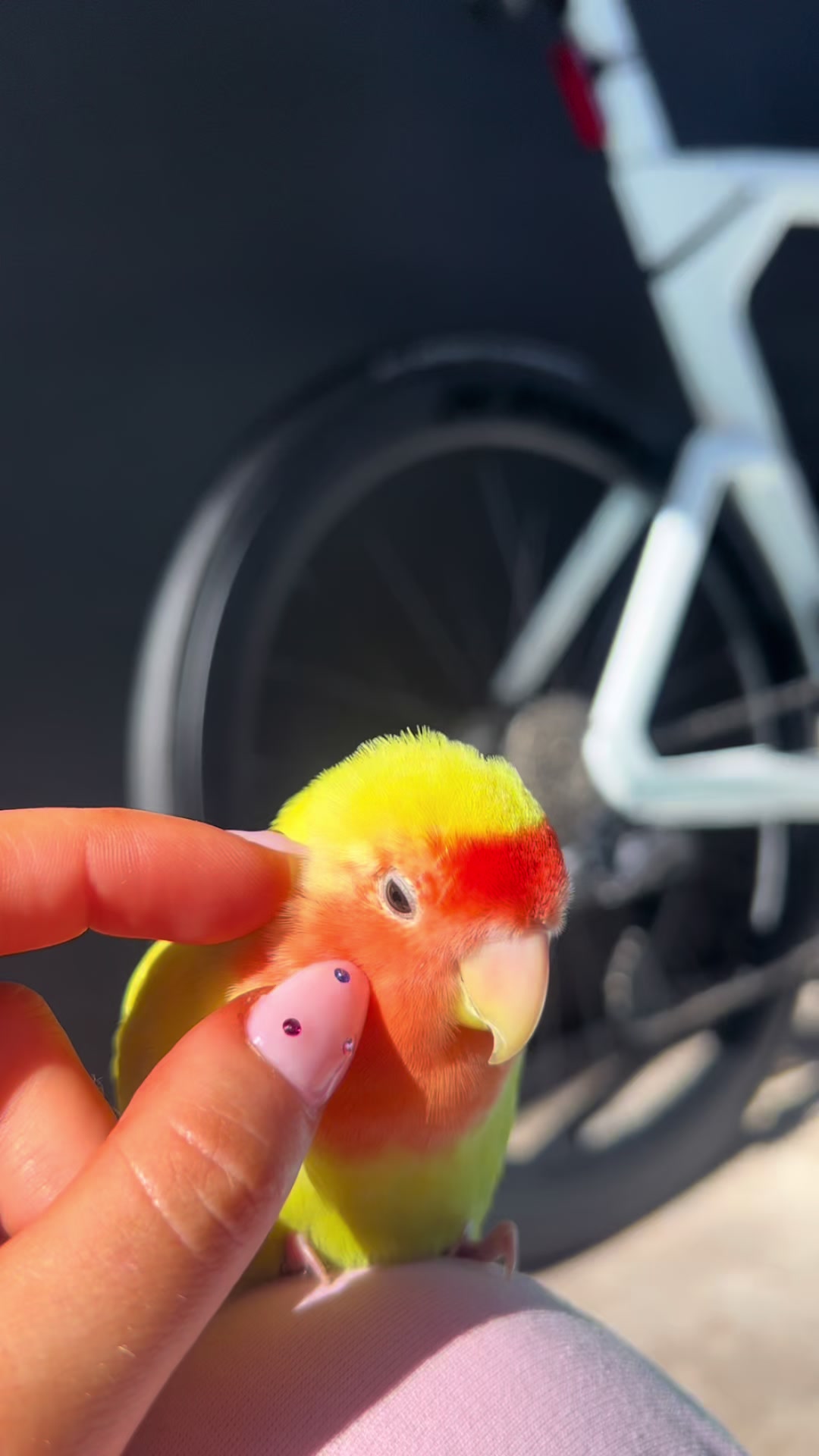 @JARVIS 🐥 the lovebird
