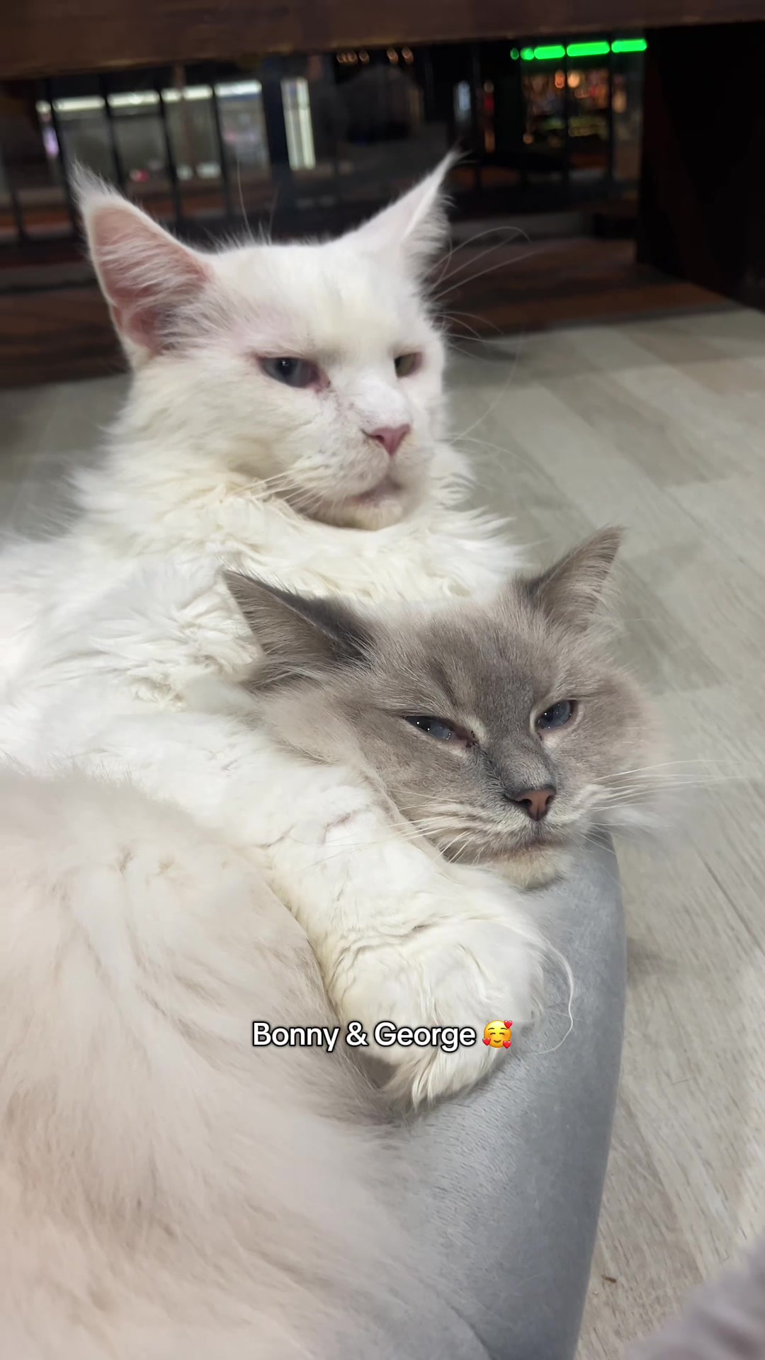 @crazycatcafe
