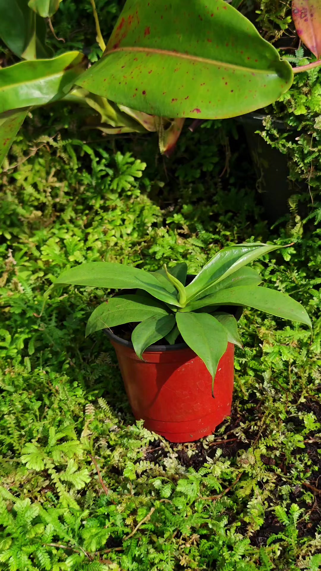 @GSp.Rayong Nepenthes