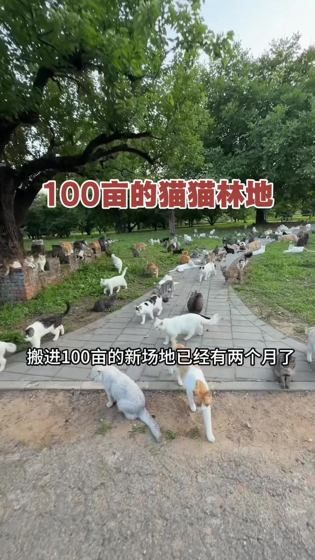 @小可爱猫猫们