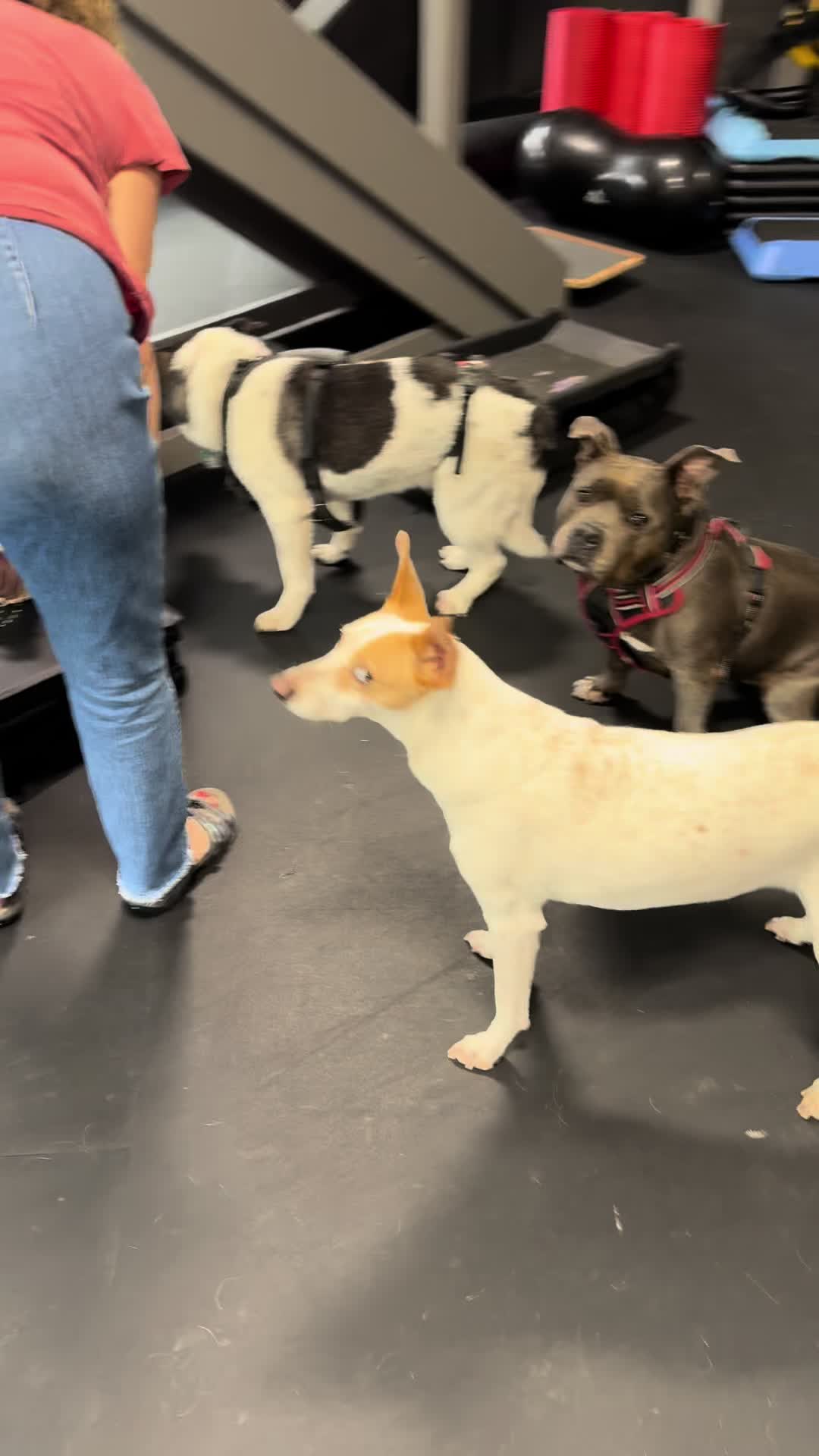 @ArfitDogRehabFitness
